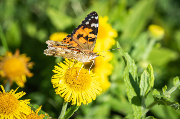 istock Painted Lady butterfly on a bright yellow flower 1478823057