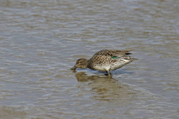 istock Green-winged Teal (female) (anas carolinensis) foraging in shallow water 1478826130