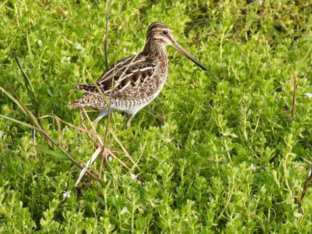 istock Wilson's Snipe (Gallinago delicata) resting in the wetlands 1478827805