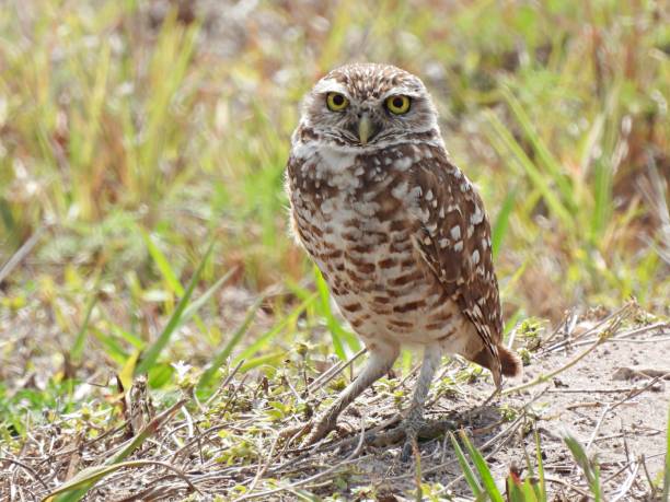 istock Burrowing Owl (Athene cunicularia)  - resting near its burrow 1478828169