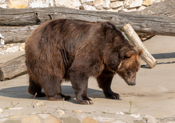 istock Brown bear Ursus arctos portrait on the hunt 1478828664