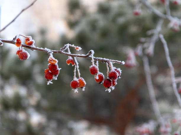 istock Branches of red bright rowan covered with first snow 1478828686