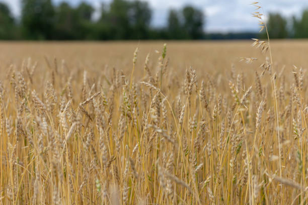 istock Yellow grain ready for harvest growing in a farm field 1478828740