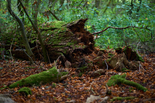 Rotten tree in a clearing in the forest, Frome , UK
