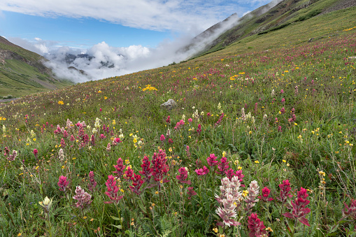 Wildflowers brighten up the morning as clouds lift over Colorado's San Juan Mountains.