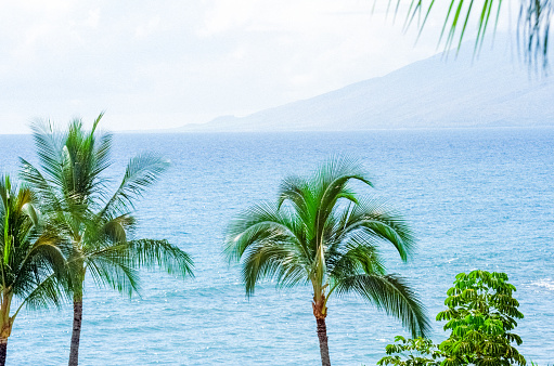 Film photograph of palm trees in front of the ocean on a tropical island.