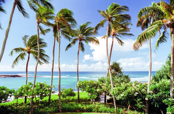 istock Palm Trees in front of the Ocean 1478830930