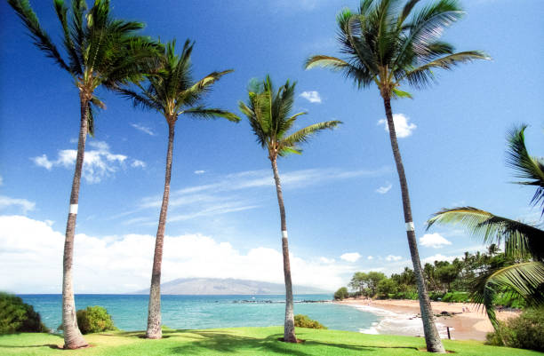 istock Palm Trees in front of the Ocean 1478832712