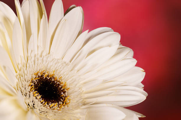 Macro photography of a gerbera flower