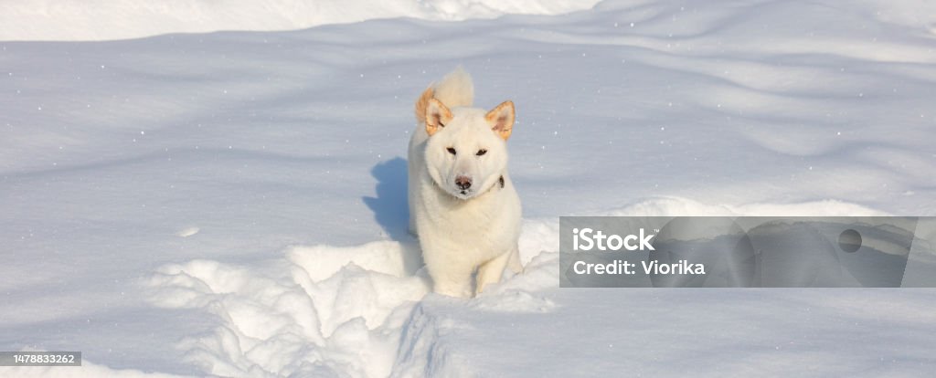 Shiba Inu dog in the snow A white Shiba Inu dog walking in the snow Shiba Inu Stock Photo
