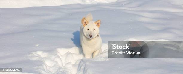 Shiba Inu Dog In The Snow Stock Photo - Download Image Now - Shiba Inu, White Color, Akita - Dog