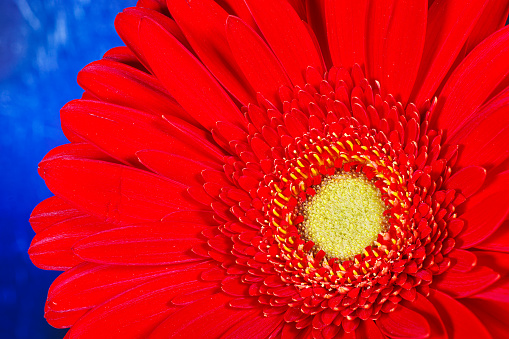 Macro photography of a gerbera flower