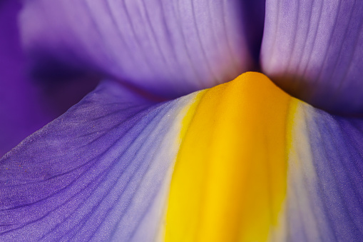 Macro photography of an iris flower