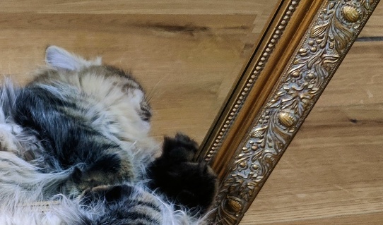 cat in front of mirror