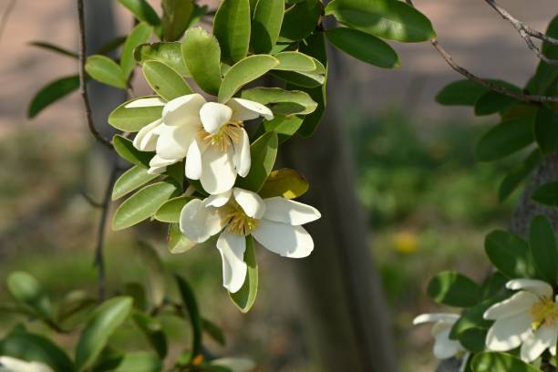 michelia yunnanensis 'pachnąca perła' kwiaty. - plant white magnolia tulip tree zdjęcia i obrazy z banku zdjęć
