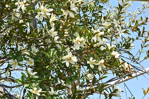 Michelia yunnanensis 'Scented Pearl' flowers. Magnoliaceae evergreen shrub native to Yunnan, China. Sweetly scented white flowers bloom from April to May.