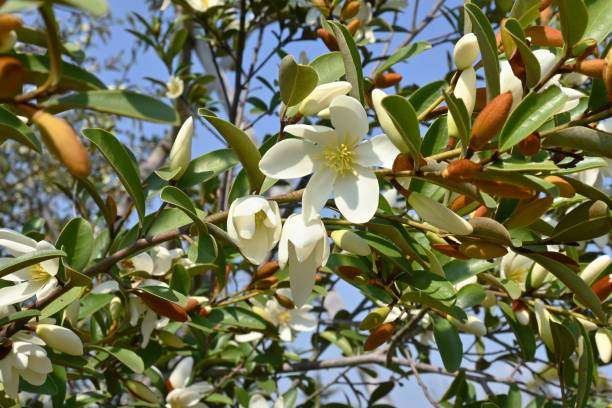 istock Michelia yunnanensis 'Scented Pearl' flowers. 1478835711