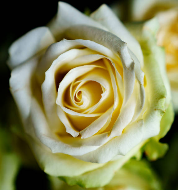 istock White Rose close up with dark background 1478835844