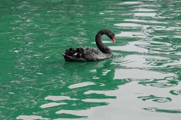 Beautiful and elegant black swan swimming alone in the calm green lake water