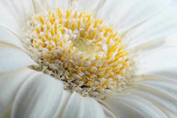A close up of a white gerbera flower