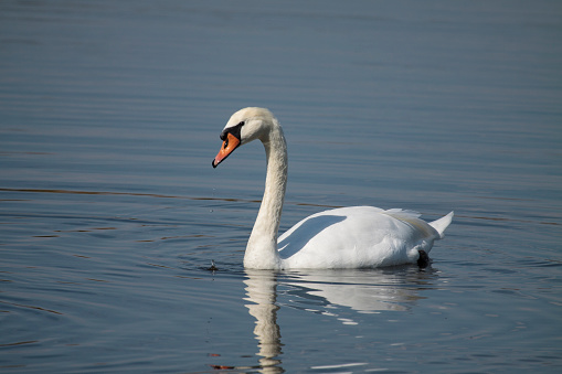 Cisne vulgar (Cygnus olor) en primer plano, deslizandose en una laguna, con gotas de agua cayendo de su pico.