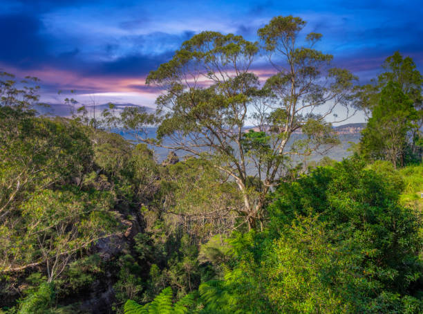 에코 포인트 블루 마운틴의 녹색 호일 관목 양치류와 껌 나무 세 자매 카툼바 시드니 nsw 호주 - blue mountains australia sydney australia new south wales 뉴스 사진 이미지