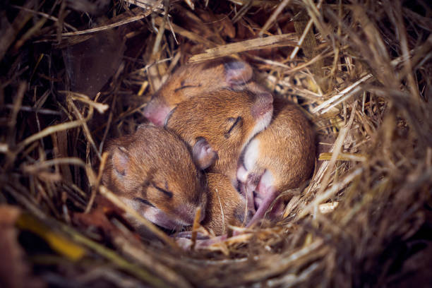 istock Baby mice sleeping in nest in funny position 1478850310