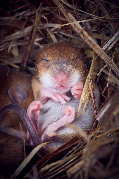istock Baby mice sleeping in nest in funny position 1478851273