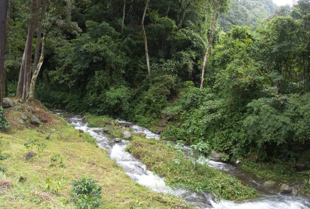 istock Beautiful shot of a streaming river in a green forest 1478852829