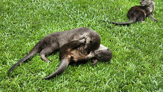 The cute otters playing in the yard lying on the ground
