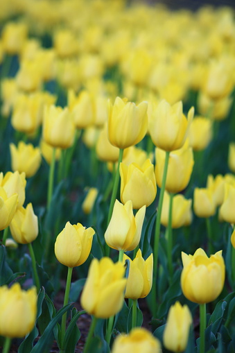 A field of yellow tulips.A field of yellow tulips in front of a green background.