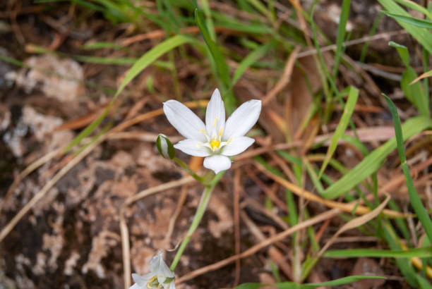 istock Ornithogalum umbellatum, white star-shaped flower. 1478856906