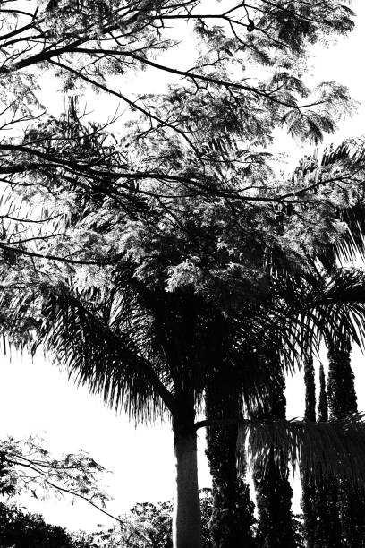 istock Palm Tree. Monochromatic Black and White Tones 1478857670