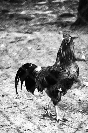 Rooster Behind a Protective Net. Monochromatic Black and White Tones