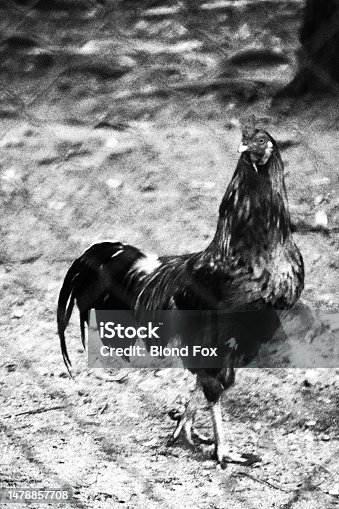 istock Rooster Behind a Protective Net. Monochromatic Black and White Tones 1478857708
