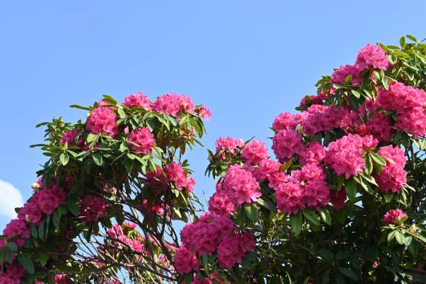 istock Rhododendron flowers. 1478859493