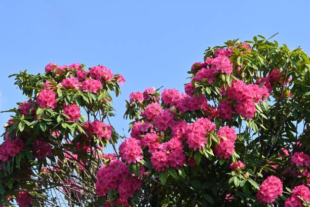 istock Rhododendron flowers. 1478859494