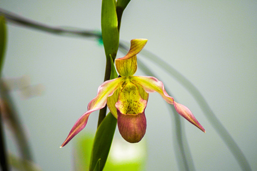 Phragmipedium longifolium is a species of orchid ranging from Costa Rica to Ecuador
 is a species of orchid ranging from Costa Rica to Ecuador