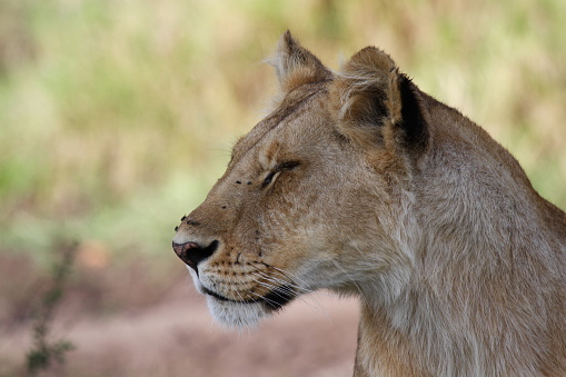 Portrait of a lioness looking for prey. Sideways look. Masai Mara, Kenya. High quality photo