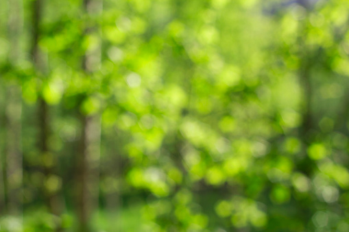 Tree branch with fresh green leaves and defocused blurred motion green lush foliage at background. Spring and summer background with copy space. Soft focus.