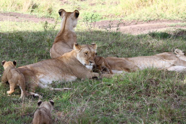 istock Three lionesses and three baby lion cubs resting in the shade 1478863975