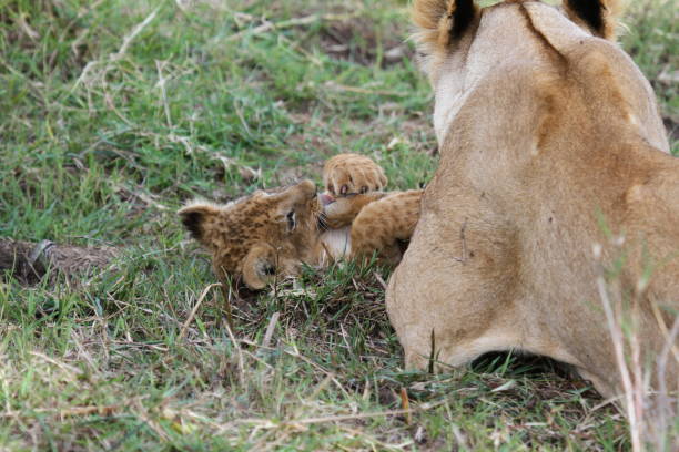 istock Baby lion cub playing with his older sibling 1478865378