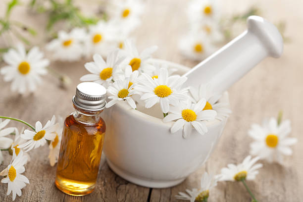 olej i rumianek kwiaty w mortar - chamomile plant daisy spa treatment chamomile zdjęcia i obrazy z banku zdjęć