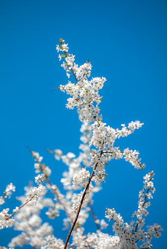 White cherry blossom blooming in spring