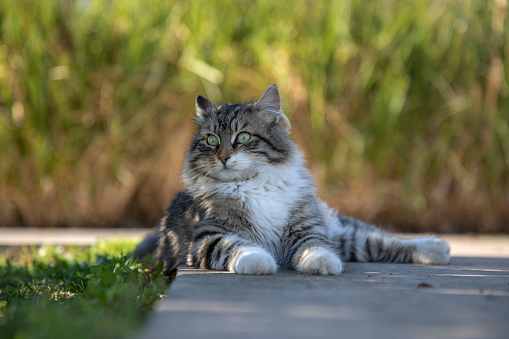 A beautiful tabby cat standing on cement blocks