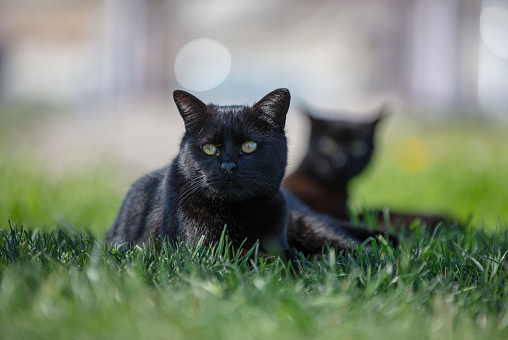 Two black cats lying on the grass looking away