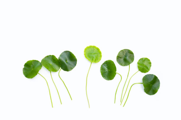 istock Fresh green centella asiatica leaves 1478869333
