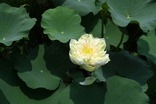 A large white lotus flower blooms in a pond with green leaves as a backdrop.