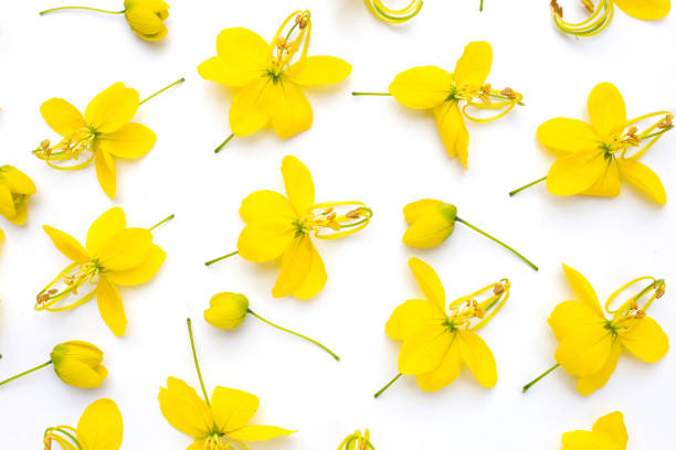 istock Cassia fistula flower on white background. 1478873761