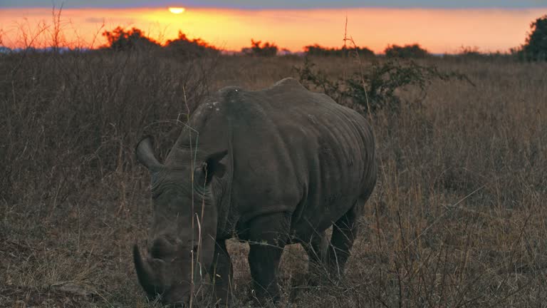 LS Rhinoceros searches of plants and grasses to eat in Nairobi National Park at sunset